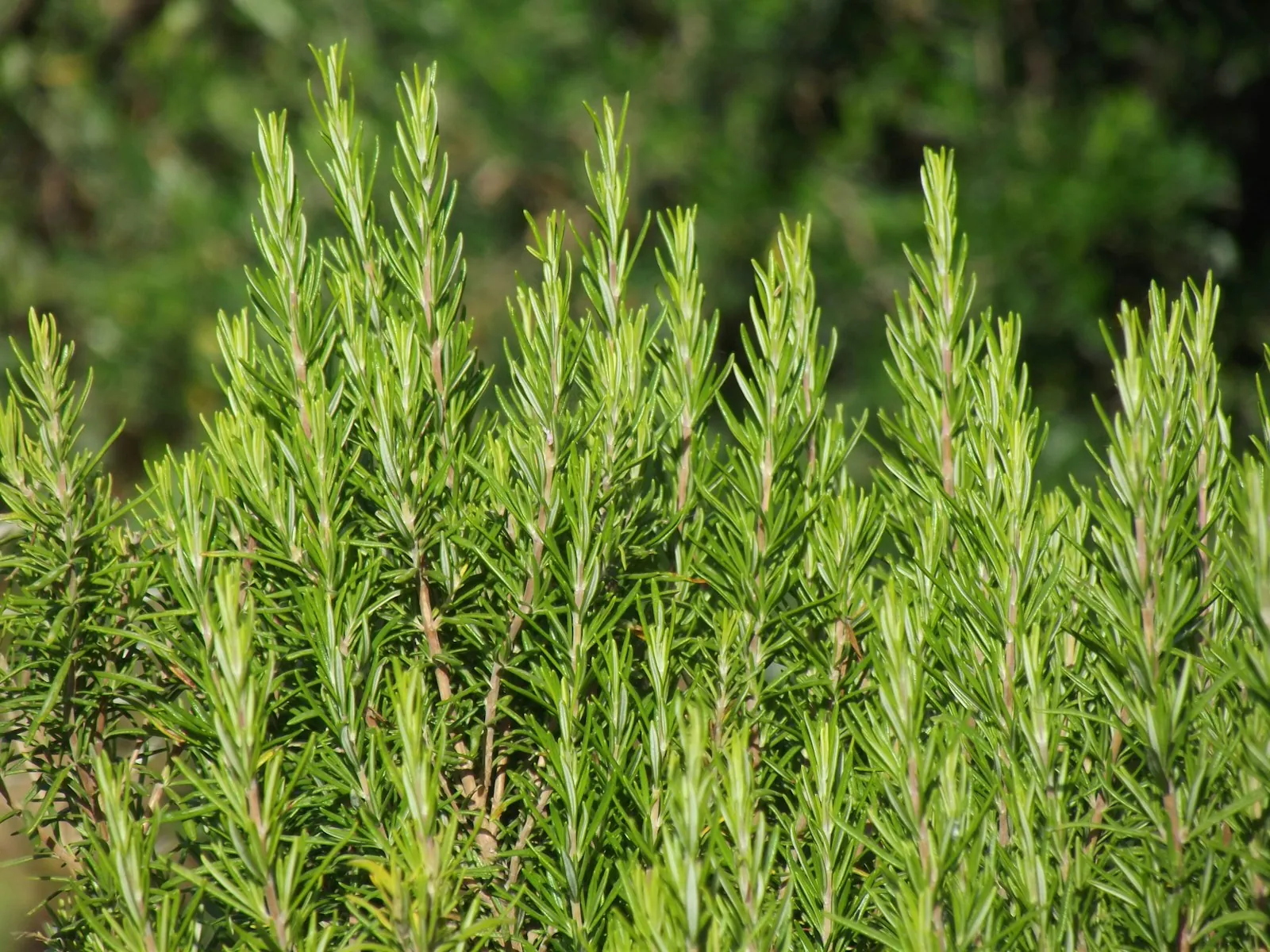 Rosemary growing in a garden
