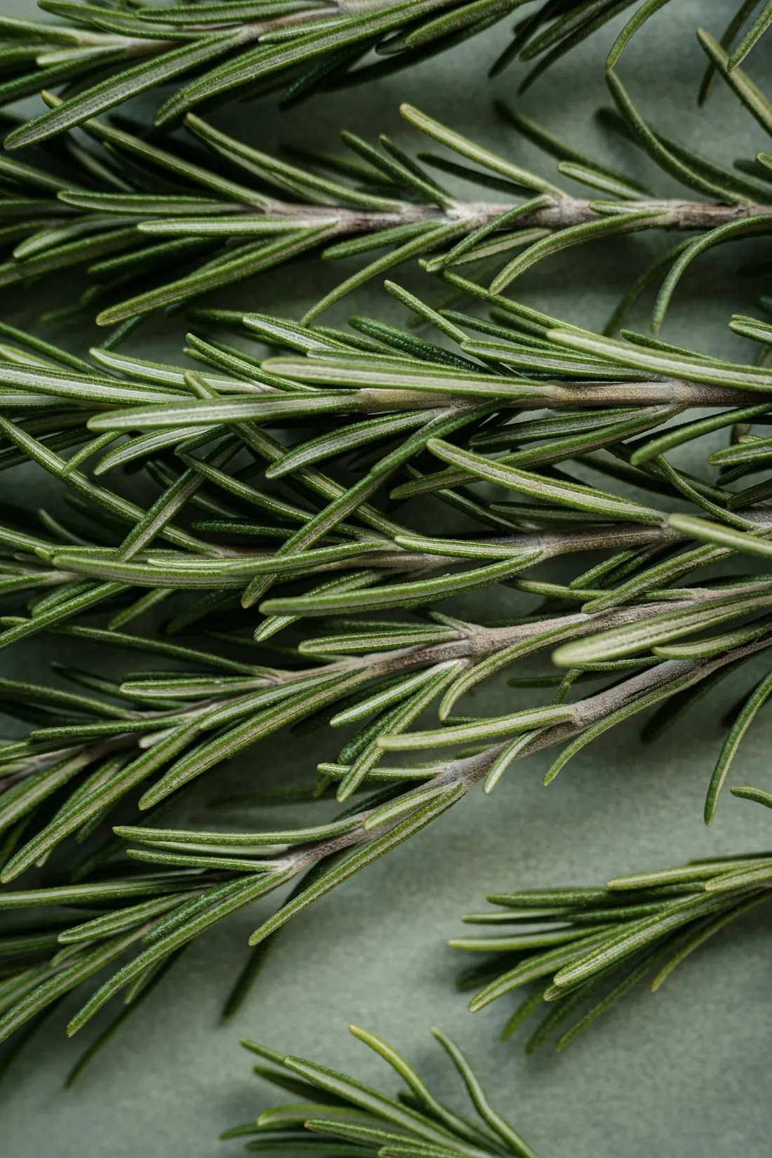 Fresh rosemary sprigs close up